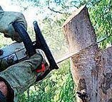 Best Tree Trimming and Pruning  in Irmo, SC